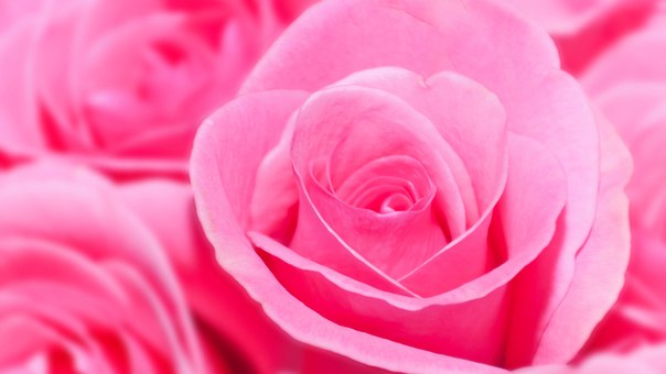 3470549_cveti_kr_ (604x340, 30Kb)