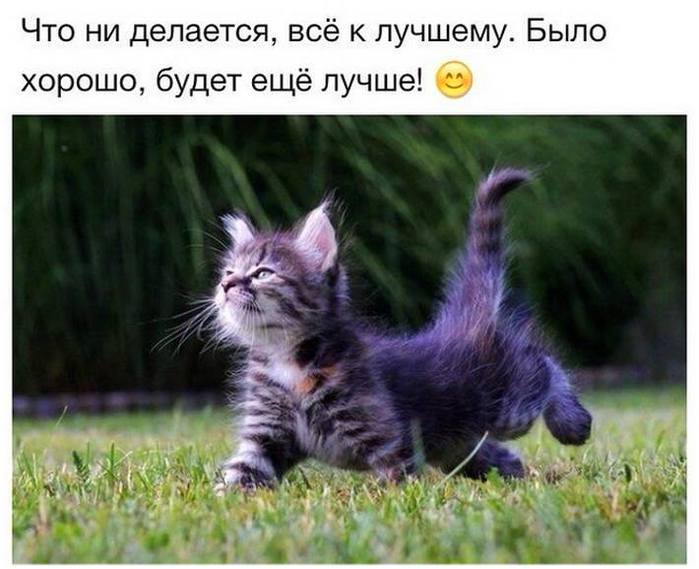 Будь котов картинки