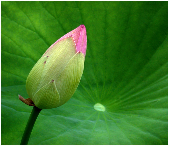 3166706_LOTUS_BUD_by_THOM_B_FOTO (800x695, 97Kb)