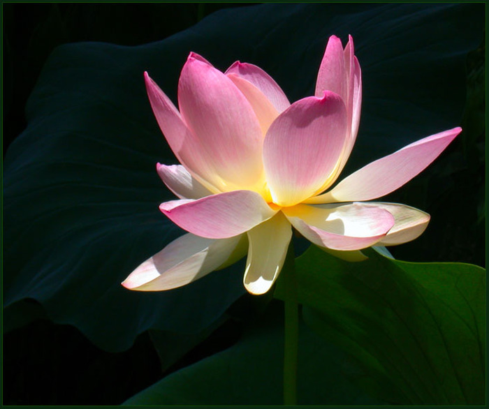 3166706_SACRED_LOTUS_08_by_THOM_B_FOTO (800x670, 87Kb)