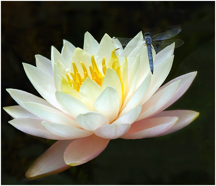 3166706_WATERLILY_AND_DRAGON_FLY_by_THOM_B_FOTO (800x684, 85Kb)