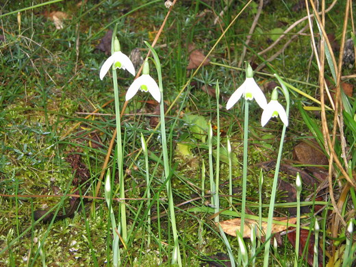 2_Snowdrop (520x390, 114Kb)