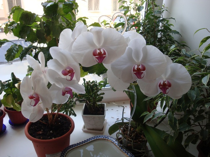 Уход за орхидеями книга скачать бесплатно