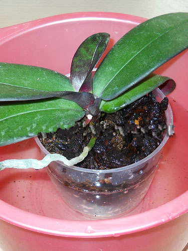 Орхидея phalaenopsis уход в домашних условиях полив - Spark site