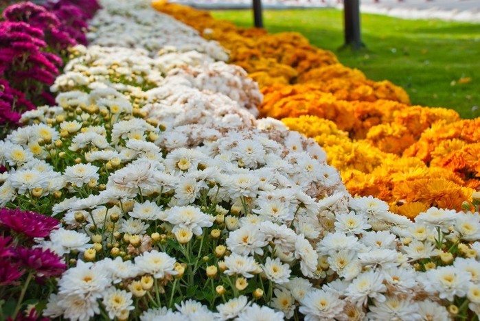 парк цветов  Al Ain Paradise фото 18 (700x468, 113Kb)