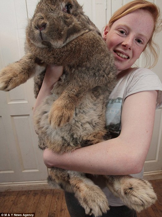 Симпатичный и пушистый… самый толстый кролик в мире. Фотографии