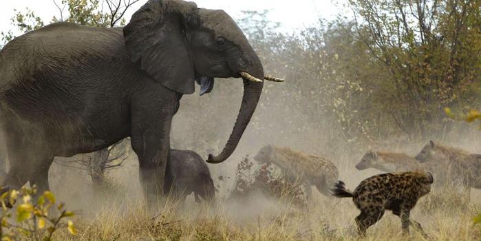 Слониха сразилась с гиенами за своего слонёнка