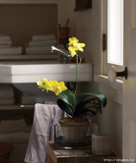bathroom-design-ideas-with-plants-and-flowers-ideal-for-spring-20 (480x572, 109Kb)