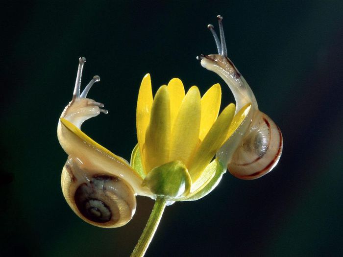 Цветы любят все kartinki24_ru_animals_snails_0013 (700x525, 36Kb)