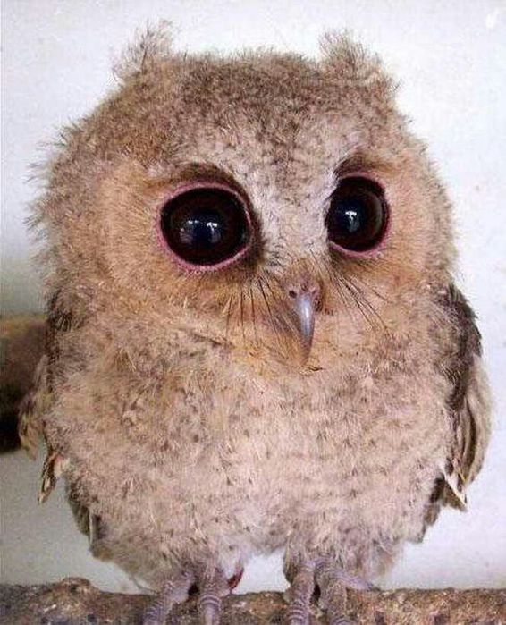 1365537946_funny_animals_20130409_02623_002 (566x700, 79Kb)