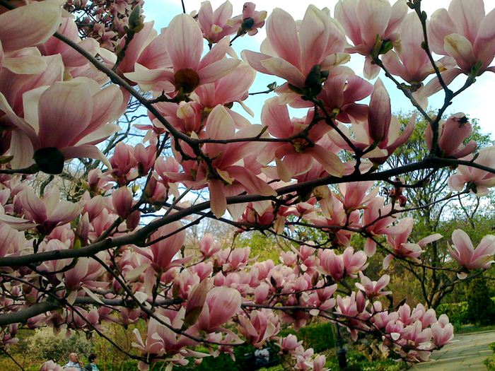 spring-magnolia (700x525, 604Kb)
