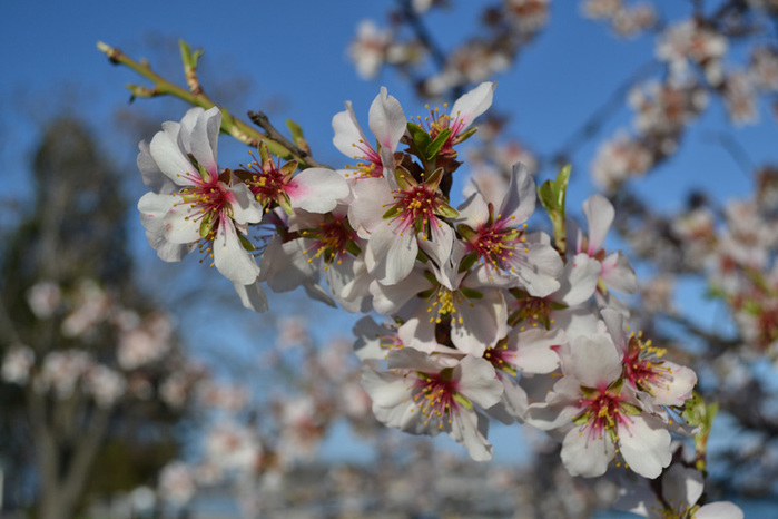 DSC_0082 (700x466, 120Kb)