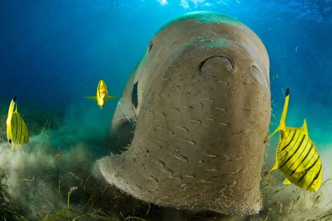 Подводный мир Стива Блума. Фотографии