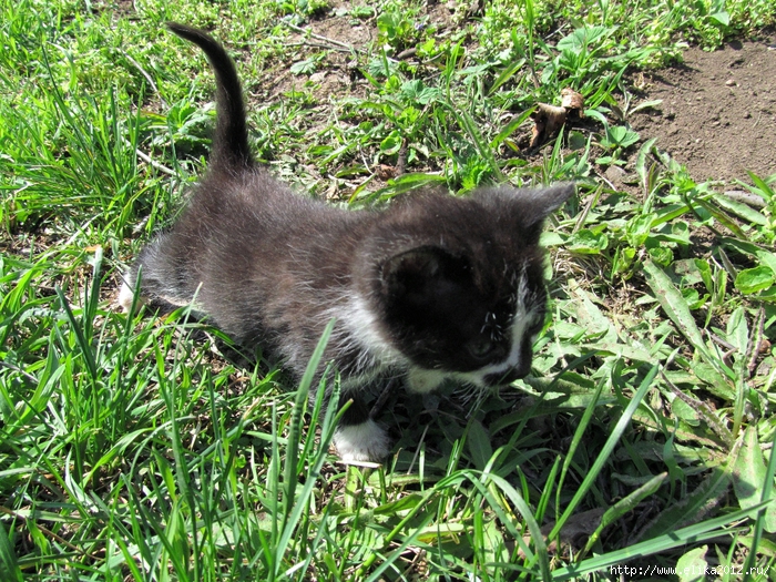 IMG_2221 (700x525, 506Kb)