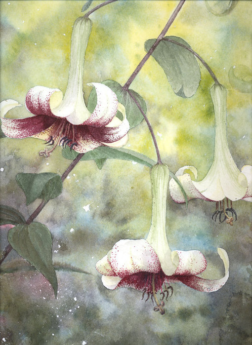 Lilies_by_louise_art (510x700, 106Kb)