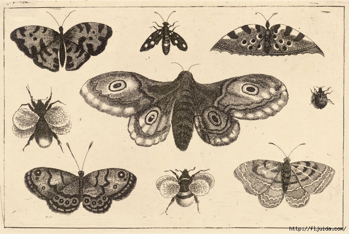 Wenceslas_Hollar_-_A_moth,_butterflies,_and_bees (700x470, 282Kb)