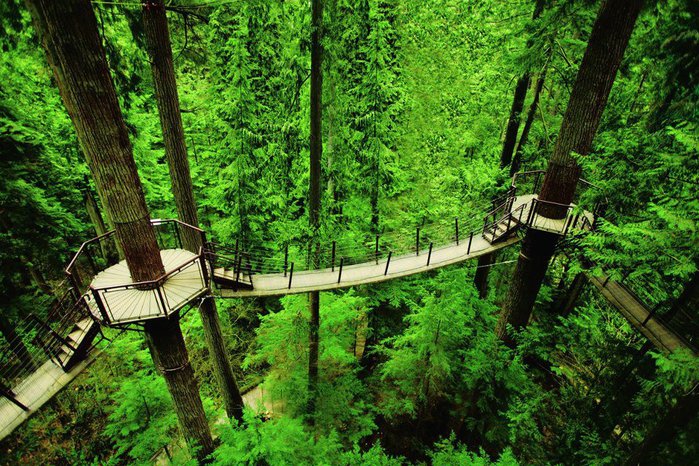 Мост Тритопс в парке мостов в Канаде позволяет почувствовать себя белкой-летягой. Посетители переходят от одного дерева к другому на высоте в 30 метров (700x466, 144Kb)