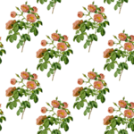  76262678_large_3452703_1 (512x512, 379Kb)