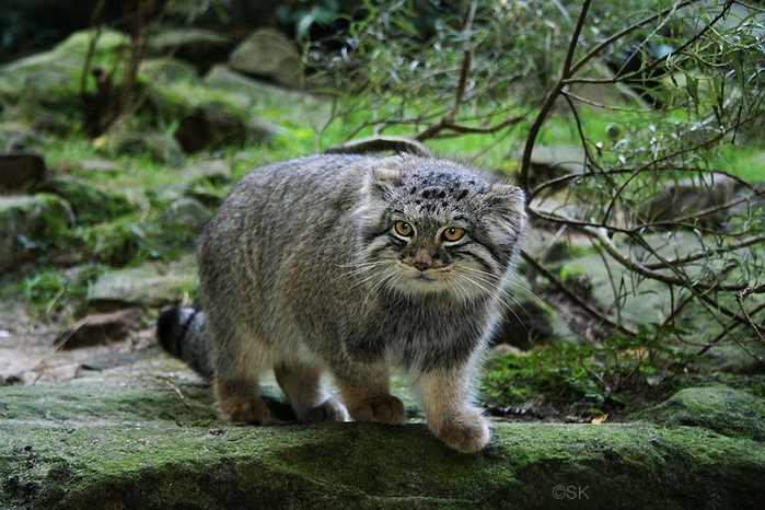 Manul_11 (700x466, 337Kb)