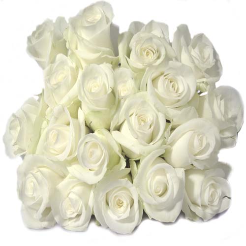 белые розы. (500x500, 37Kb)