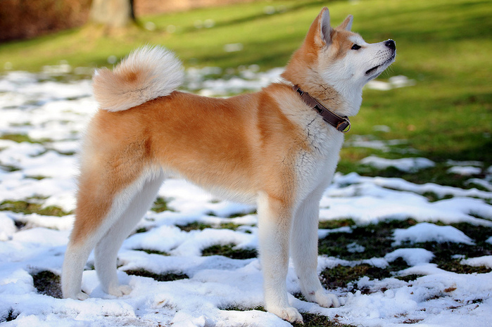 2 Akita Inu - breed dog Hachiko (700x465, 178Kb)