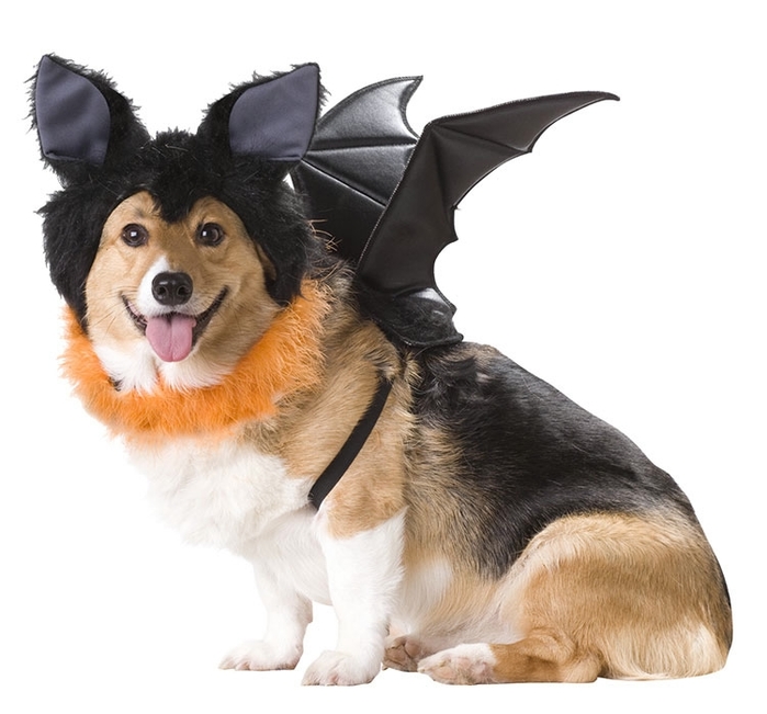 Animal Planet Bat Dog Costume (700x651, 193Kb)