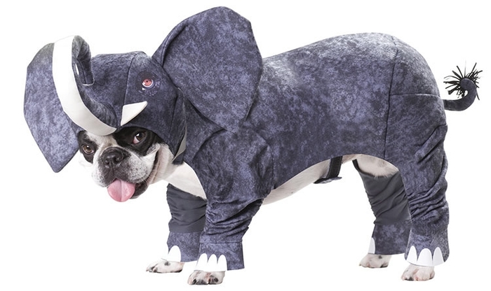 Animal Planet Elephant Dog Costume (700x416, 144Kb)