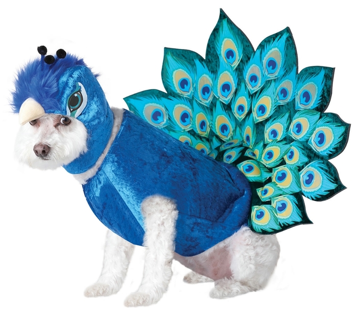 Animal Planet Peacock Dog Costume (700x615, 238Kb)