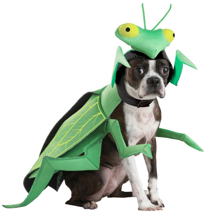Praying Mantis Dog Costume (675x700, 158Kb)