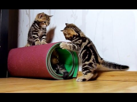 Training of Cutest Cats Special Forces