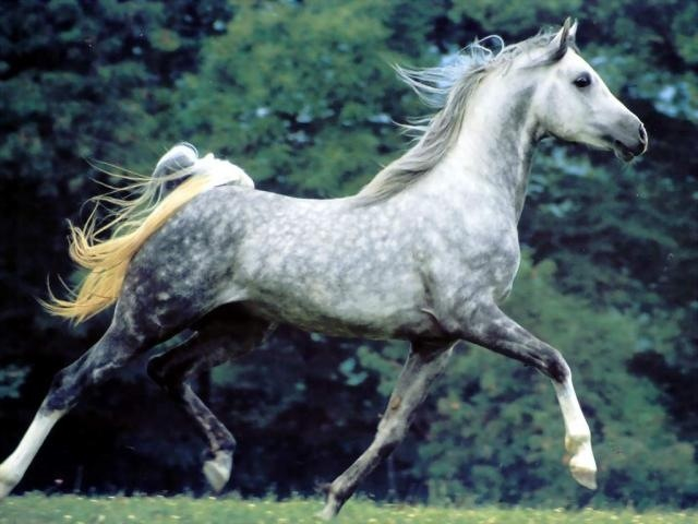 image (640x480, 204Kb)