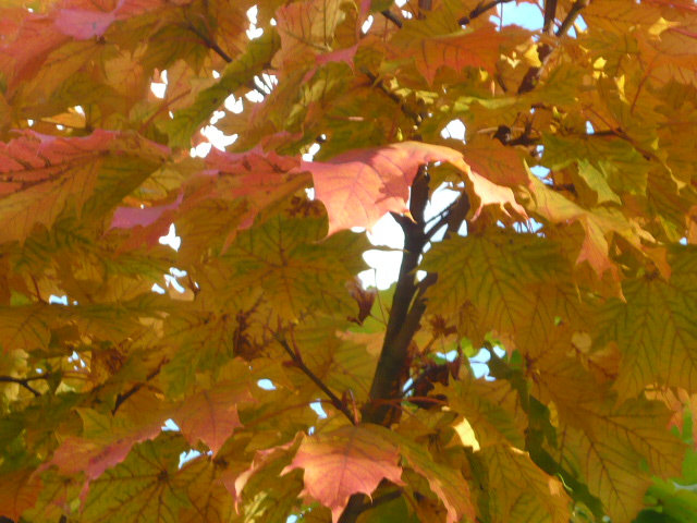 4867606_P1080505 (640x480, 165Kb)
