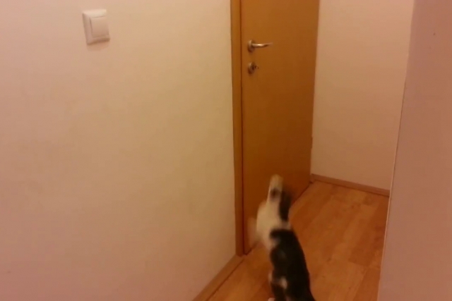 4208855_1368513499_mp4 (640x427, 99Kb)