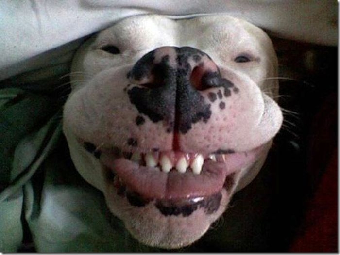1371586323_happiest_dogs_on_the_internet_44_1 (700x526, 143Kb)