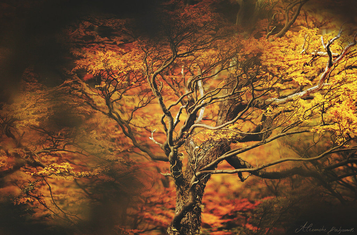 l__arbre_de_feu_by_autumn_ethereal-d50mfvt (700x460, 563Kb)