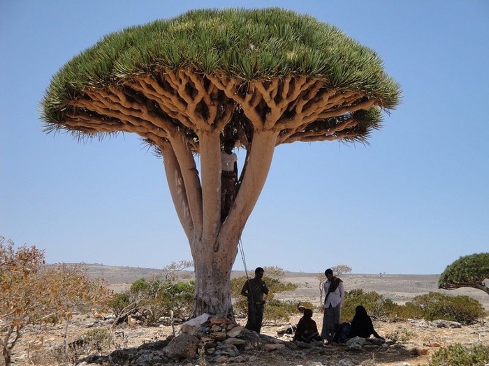 Socotra11 (700x525, 255Kb)