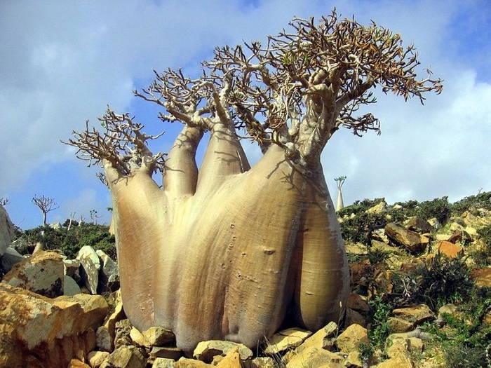 Socotra13 (700x525, 321Kb)