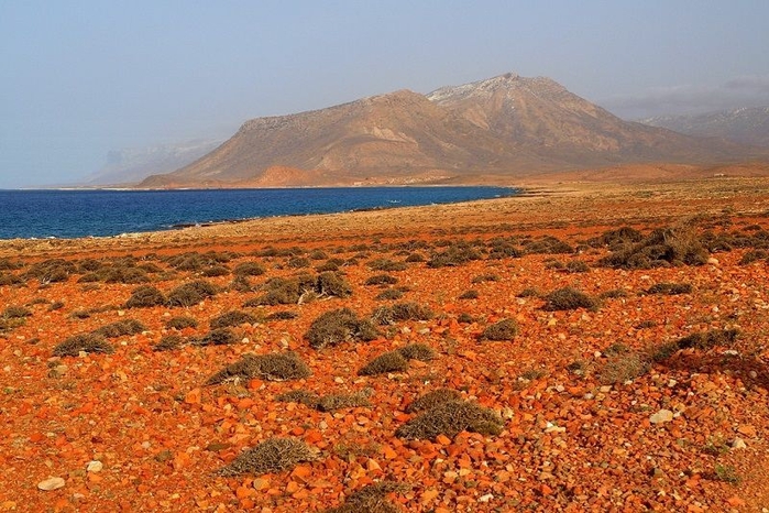 Socotra17 (700x466, 299Kb)