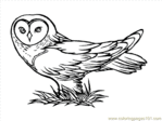 Превью owlcoloringpage18_yexfb (650x487, 19Kb)