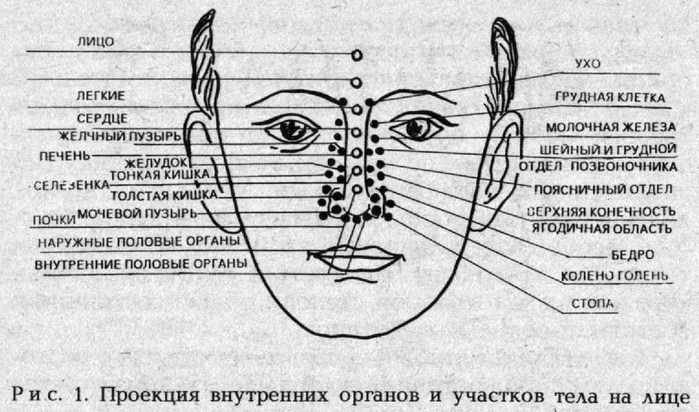 Схема органов на лице