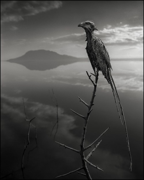 озеро натрон Nick Brandt 3 (500x628, 74Kb)