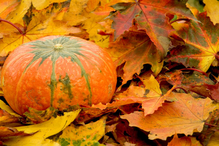 autumn_leaves_pumpkin (700x468, 524Kb)