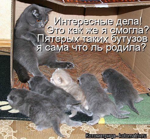 Котопес 1. Котоматрица... - фото 11