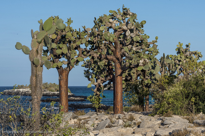 3925073_20130510_galapagos_442 (700x466, 234Kb)