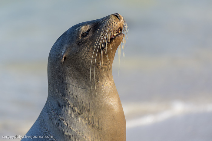 3925073_20130510_galapagos_431 (700x466, 86Kb)