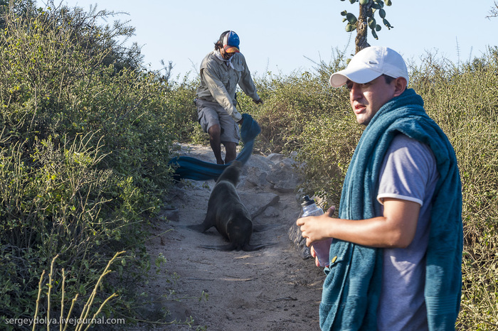 3925073_20130510_galapagos_435 (700x466, 233Kb)