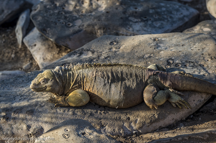 3925073_20130510_galapagos_443 (700x466, 193Kb)