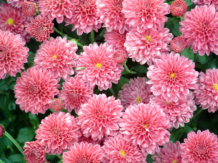 chrysanthemum_1 (700x525, 604Kb)