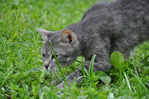 Превью DSC_063901 (700x464, 297Kb)