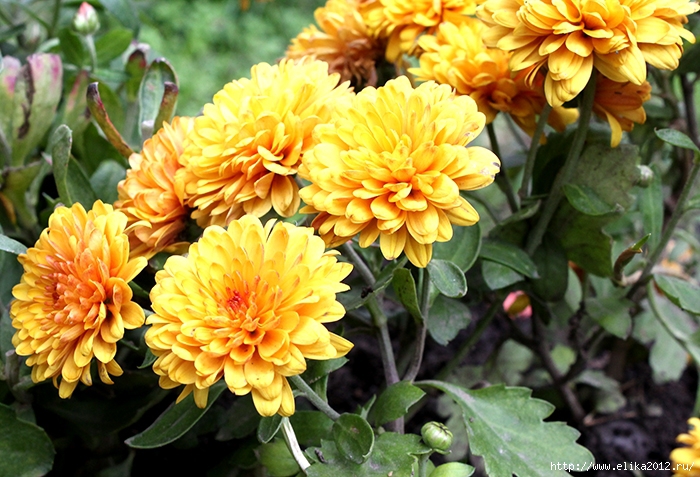 28 (700x477, 319Kb)